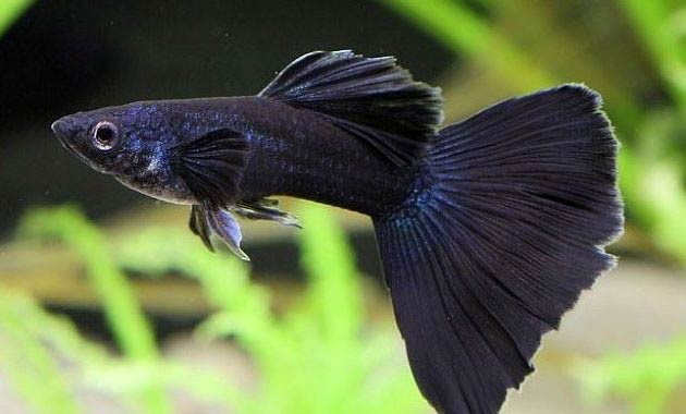 black guppies