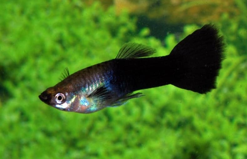 black guppies