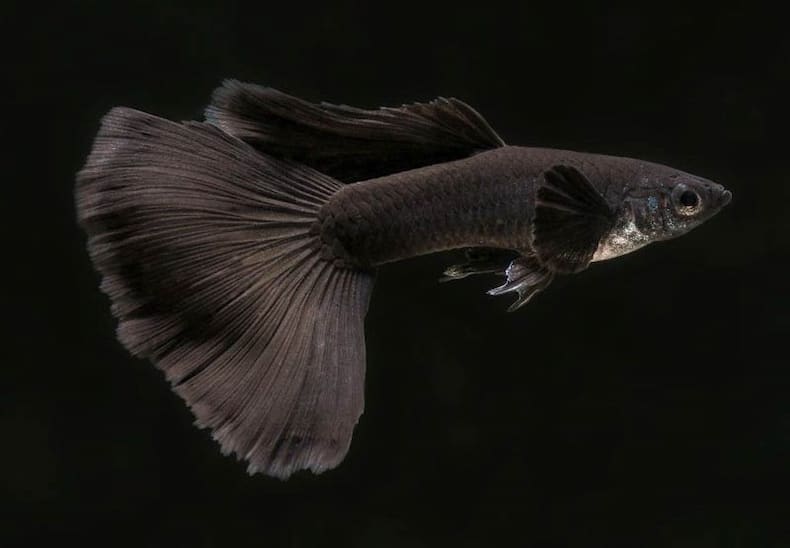 black guppies