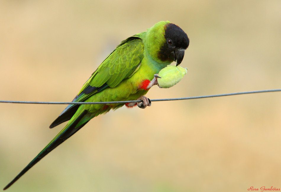 Black-headed parrot, black-headed aratinga (nandaya)
