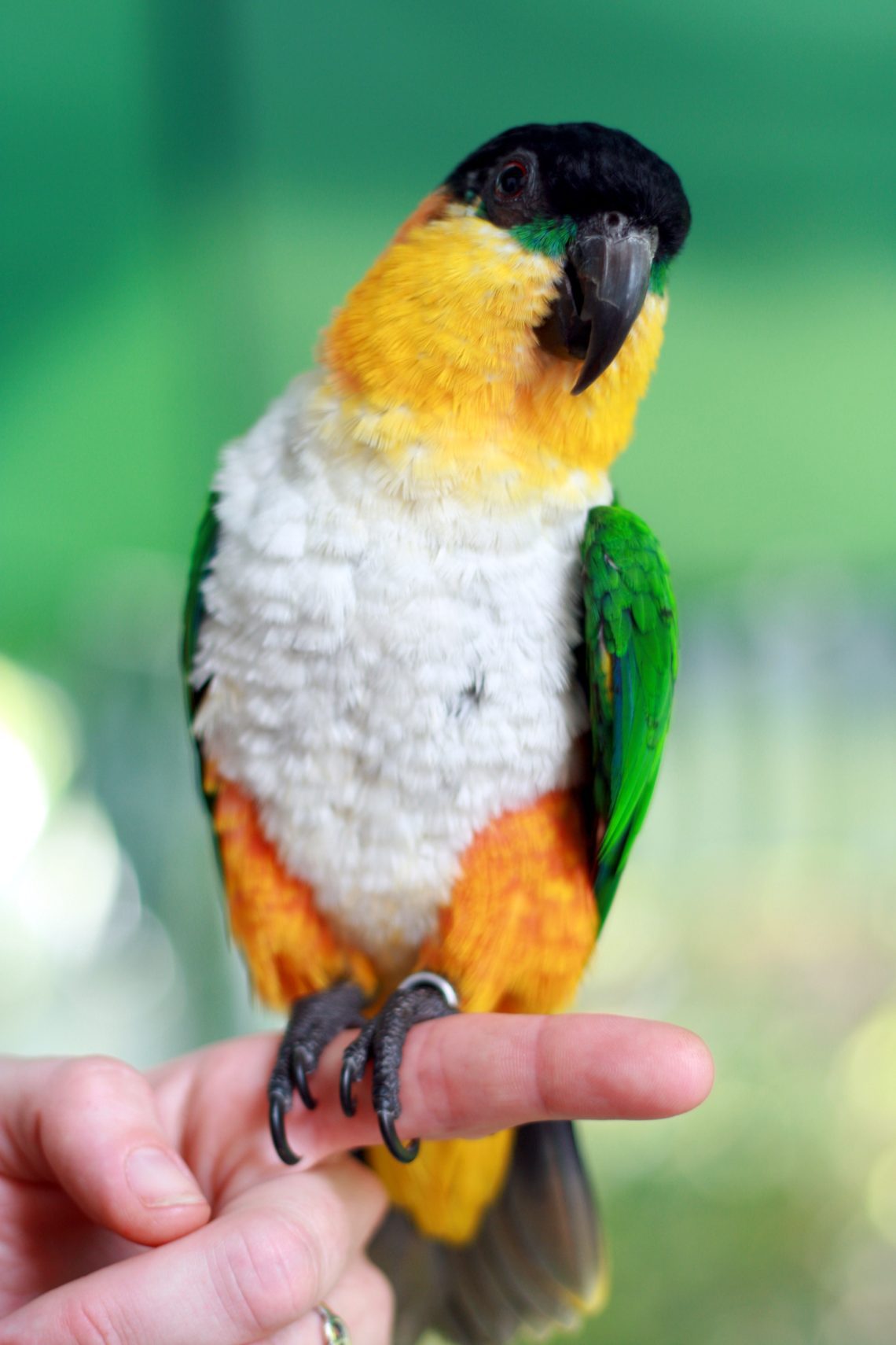 Black-headed white-bellied parrot