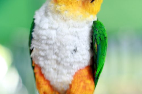 Black-headed white-bellied parrot