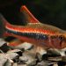 Greenstripe Tetra