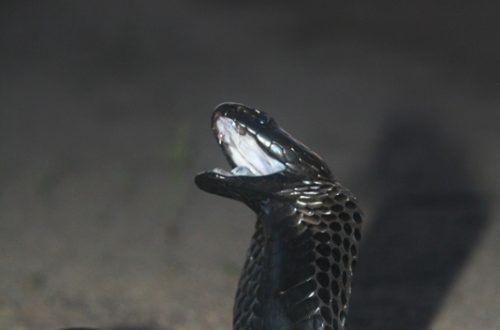 Black-necked cobra