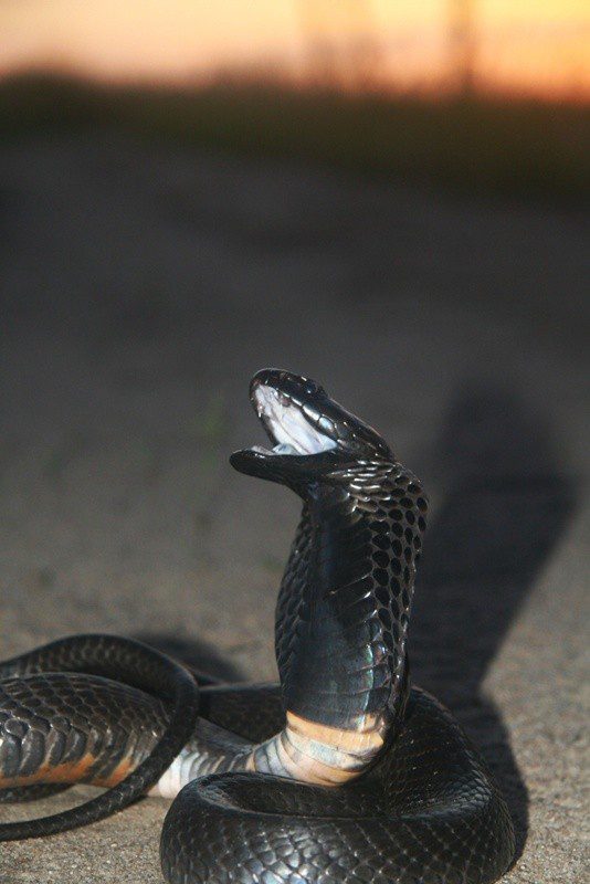 Black-necked cobra