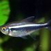 Black Tetra (Voil)