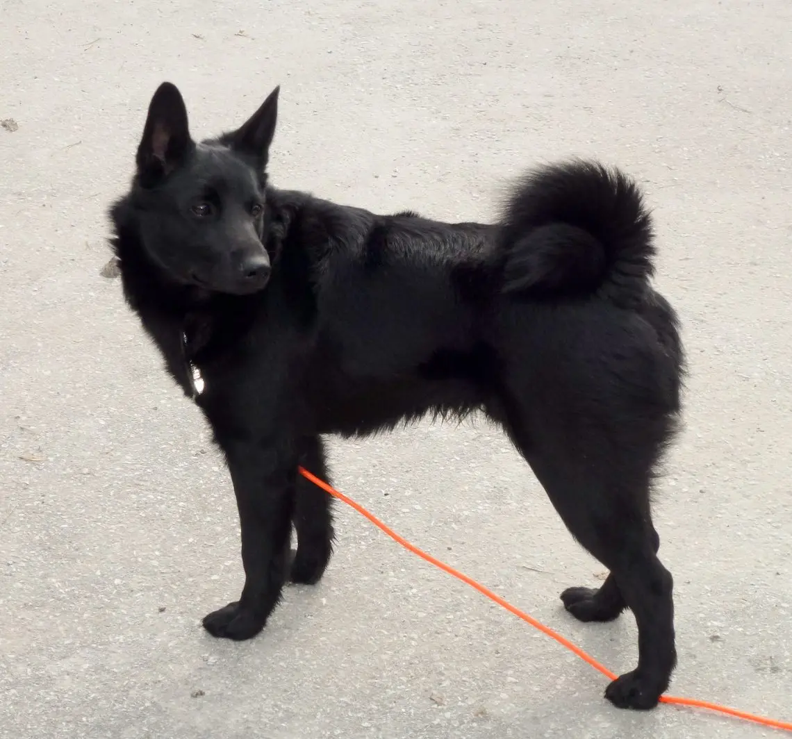 Black Norwegian Elkhound