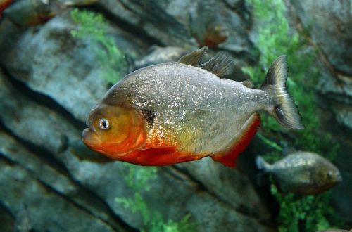 Black spot piranha