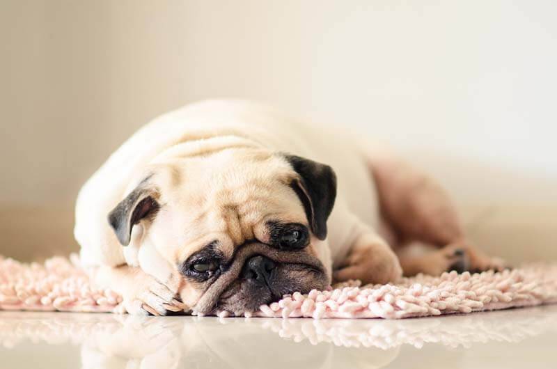 Bloating in Dogs: Causes and Treatment