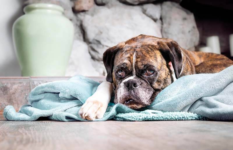 Bloating in Dogs: Causes and Treatment