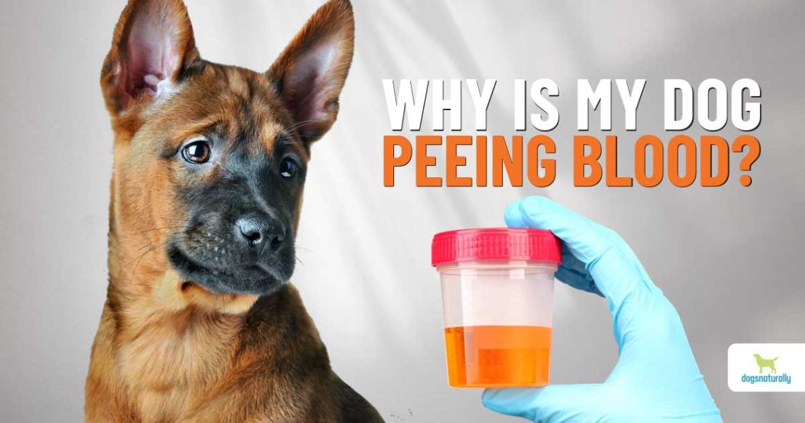 Blood in dog urine: causes and treatment