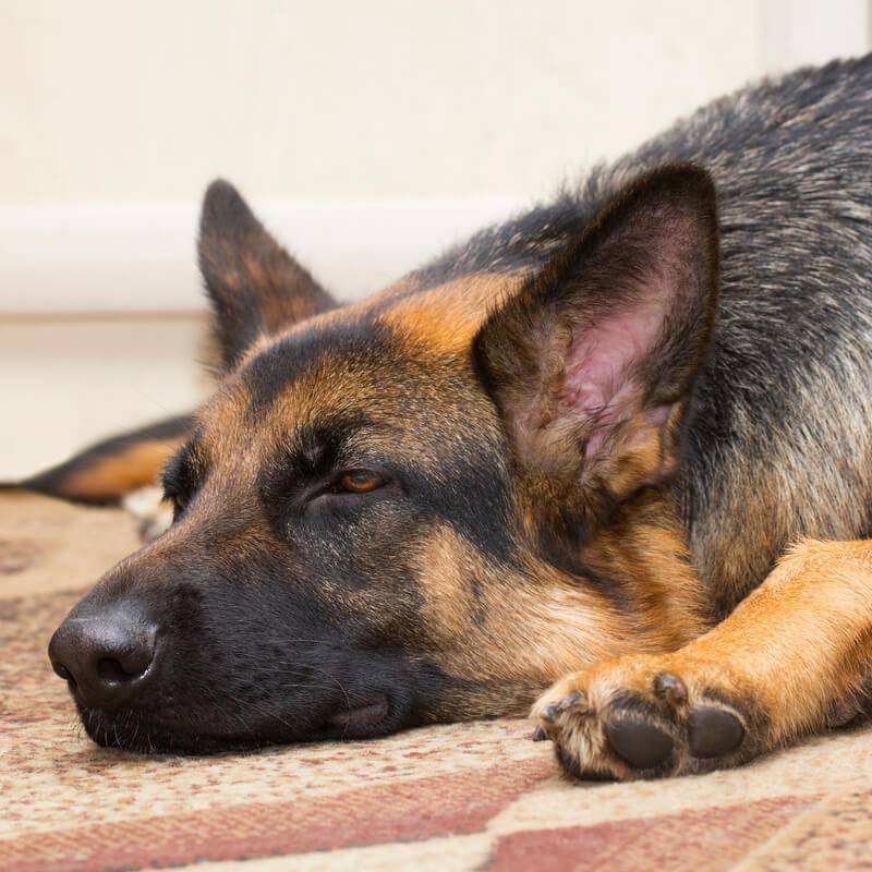 Blood in dog urine: causes and treatment