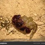 Blood in the stool of a cat