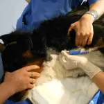 Blood transfusion for dogs