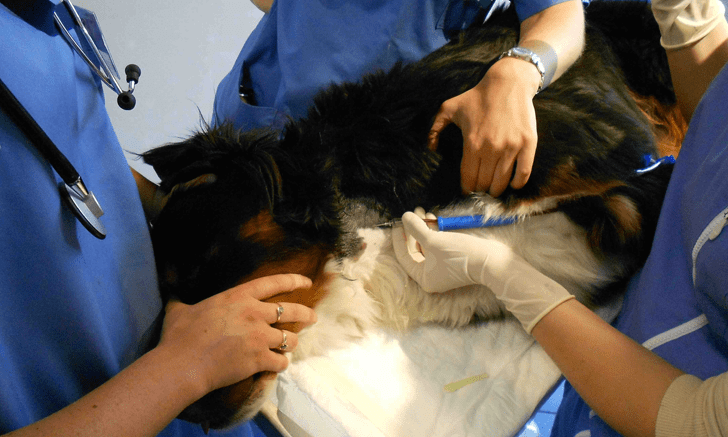 Blood transfusion for dogs