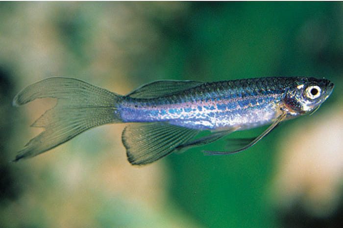 Blue Danio