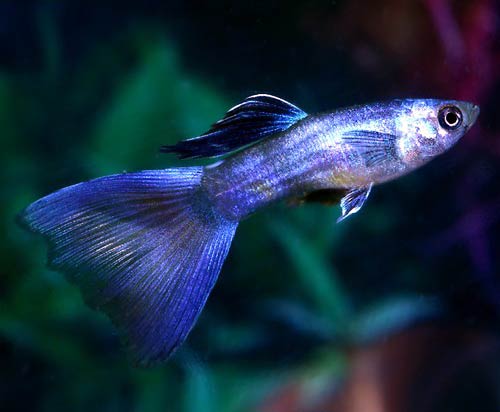 Blue Guppies