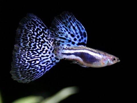 Blue Guppies