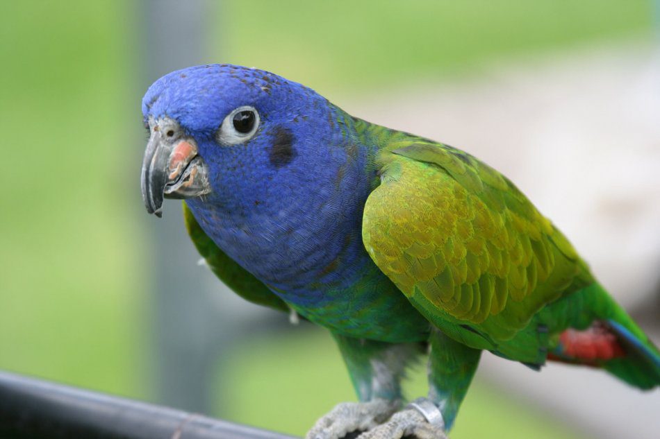 Blue-headed red-tailed parrot