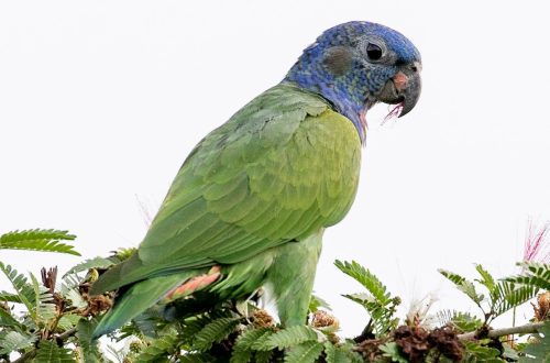 Blue-headed red-tailed parrot