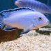 Cichlid-tapir