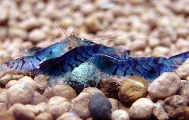 blue shrimp