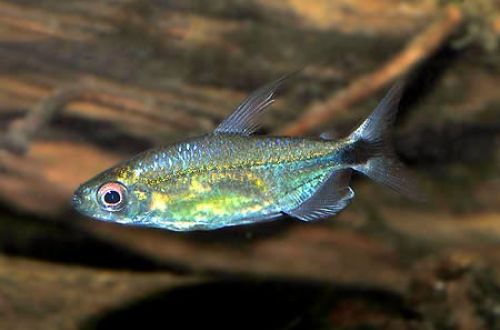 Blue Tetra