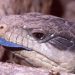 Monkey-tailed skink