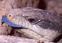 Blue-tongued skink