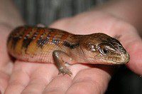 Blue-tongued skink