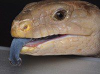 Blue-tongued skink