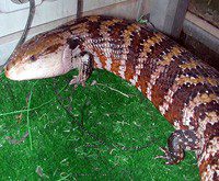 Blue-tongued skink