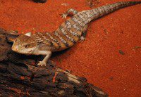 Blue-tongued skink