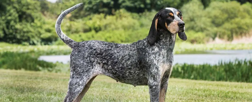 Cool Bluetick Coonhound