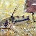 Corydoras gold-bearing