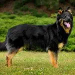 Bohemian shepherd