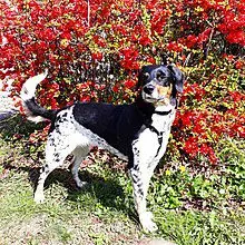 Bohemian Spotted Dog (Český strakatý pes)