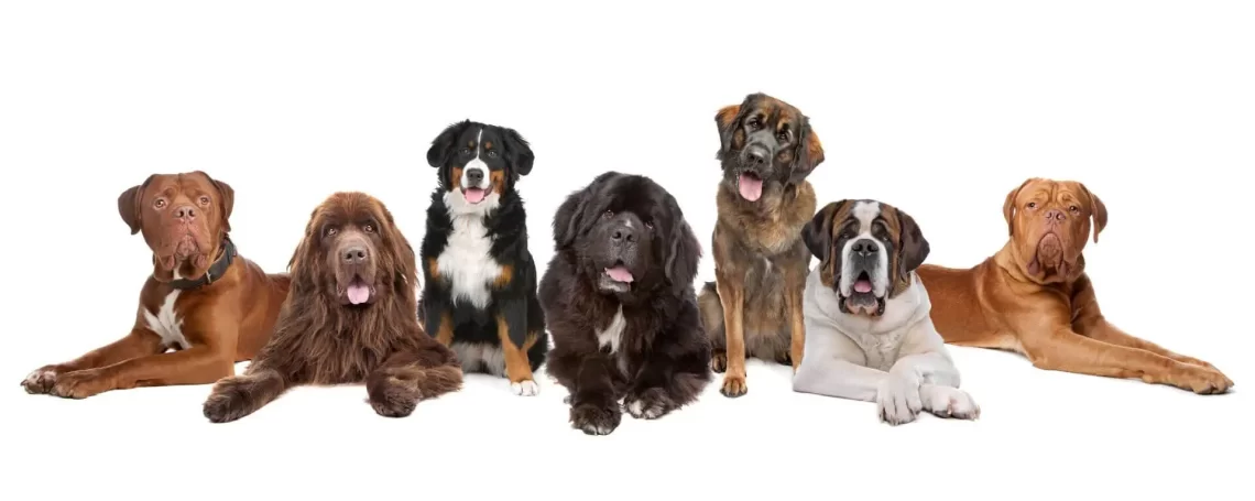 Large Dog Breeds