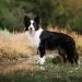 Greater Swiss Mountain Dog