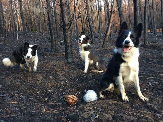 Border collies help plant trees in Chile