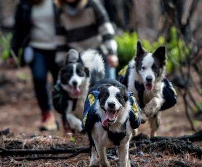 Border collies help plant trees in Chile