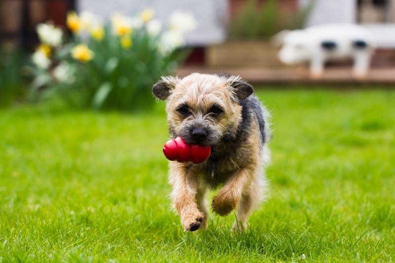 Border Terrier playing