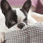 Boredom and dog behavior problems