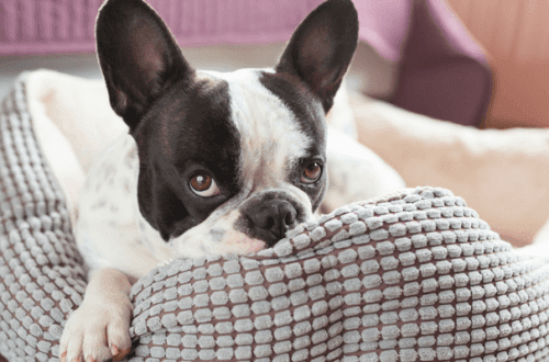 Boredom and dog behavior problems
