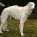 Russian Piebald Hound