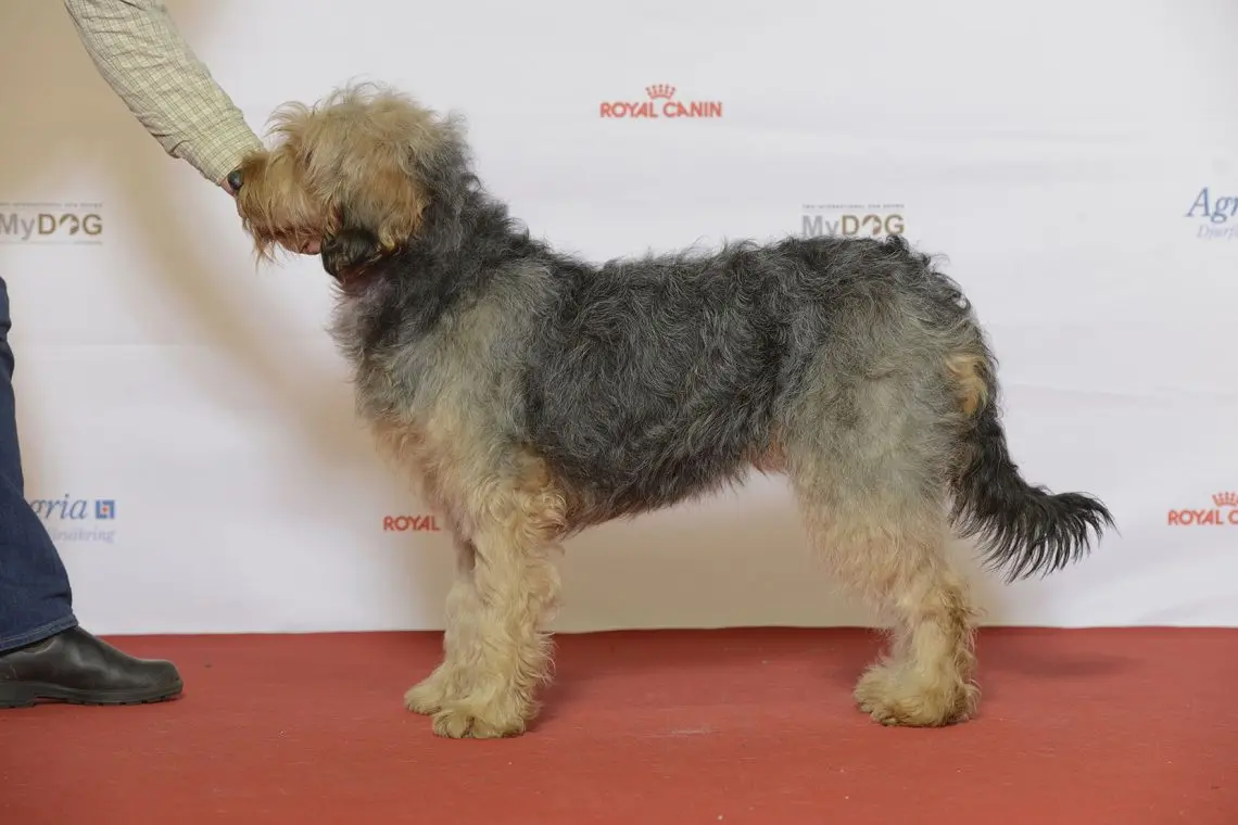 Bosnian Coarse Haired Hound (Bosnian Barrack)