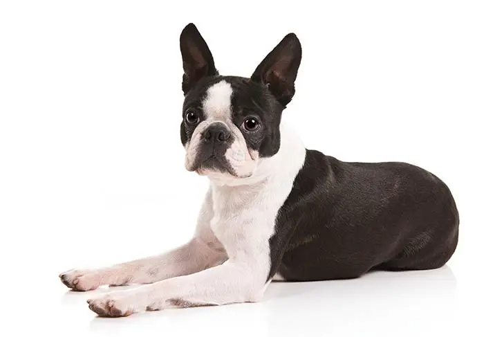 Boston Terrier