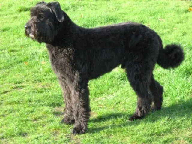 Bouvier des Flandres