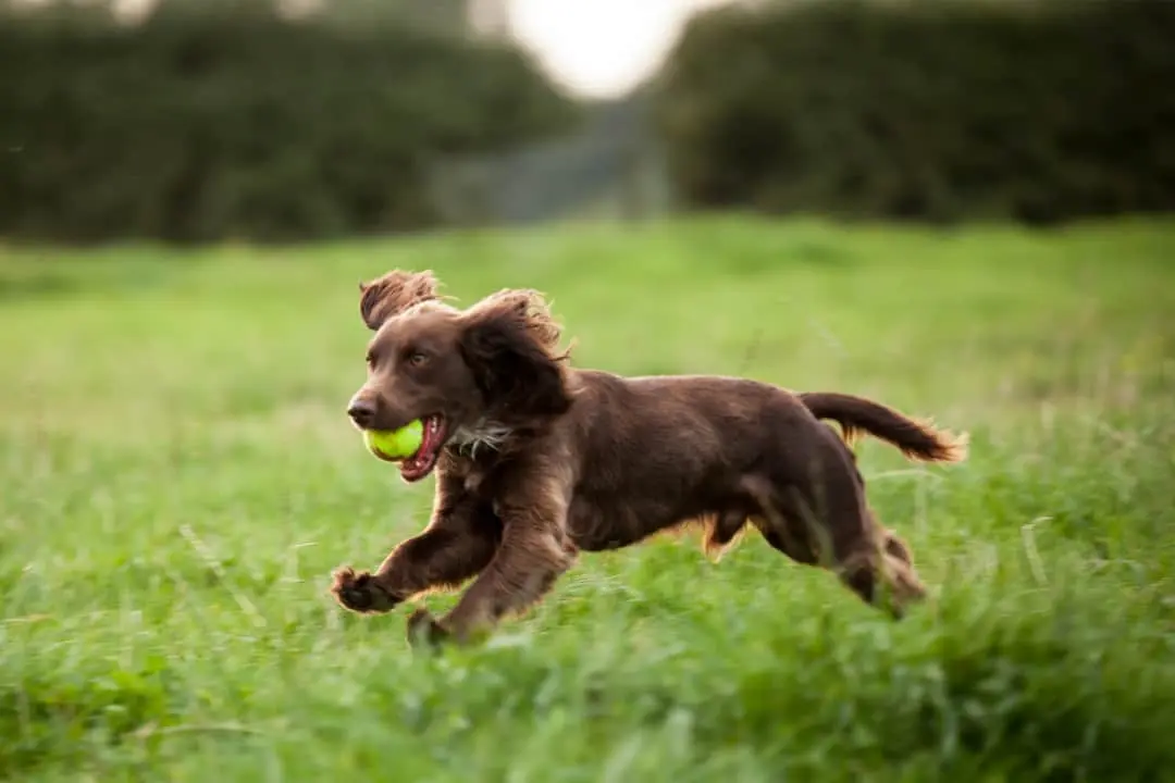 Boykin Spaniel