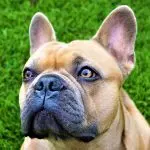 Brachycephalic dog